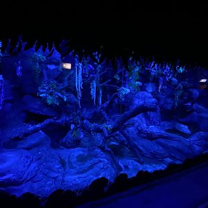 Hoffmann’s two-toed sloth enclosure