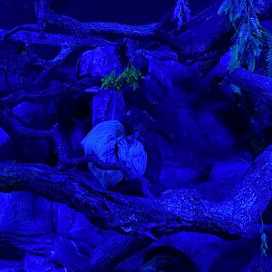 Hoffmann’s two-toed sloth