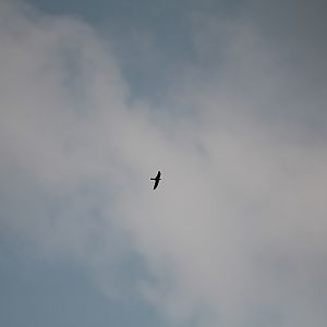 Cave swiftlet (Collocalia linchi linchi)