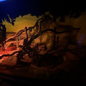 Boa constrictor exhibit