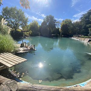 Pelican and cormorant enclosure