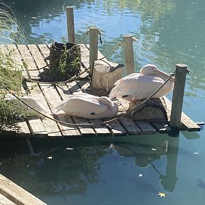 Great white pelicans