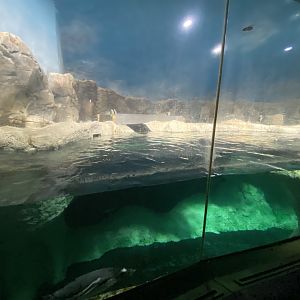 Mixed penguin enclosure