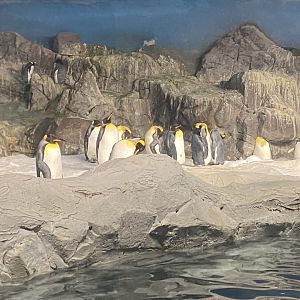 King penguins