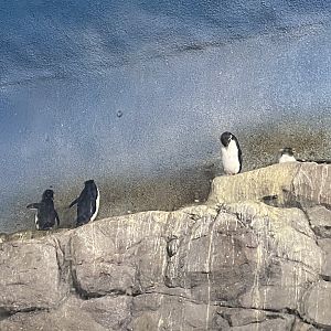 Rockhopper penguins