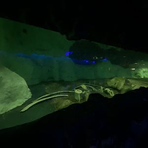 Penguin underwater theming