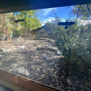 African spurred, Aldabra giant tortoise and grey-crowned crane enclosure