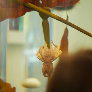 Eastern Pacific Red Octopus