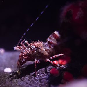 Stout Coastal Shrimp