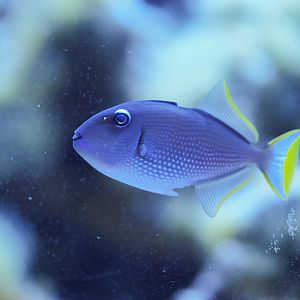 Blue Throat Triggerfish