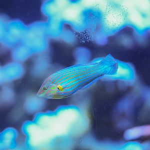Melanurus Wrasse