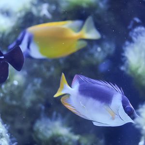 Foxface & Magnificent Foxface Rabbitfish