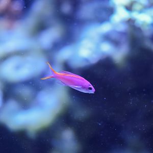 Purple Queen Anthias (female)