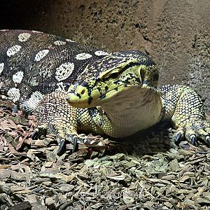 Malayan Water Monitor - Rainforest Adventures