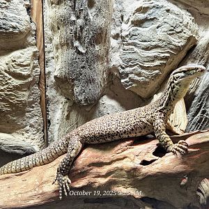 Argus Monitor - Rainforest Adventures