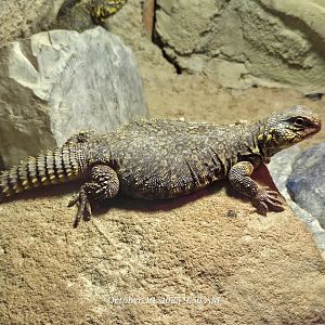 Uromastyx - Rainforest Adventures