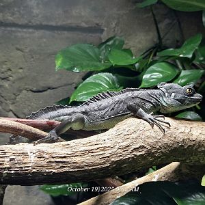 Basilisk - Rainforest Adventures