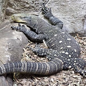 Crocodile Monitor - Rainforest Adventures