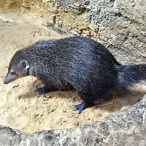 African Dwarf Mongoose - Rainforest Adventures