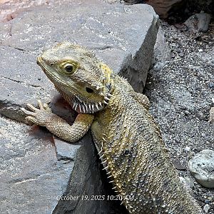 Bearded Dragon - Rainforest Adventures