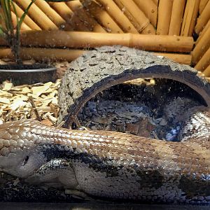 Northern Blue-Tongued Skink - Rainforest Adventures