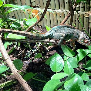 Panther Chameleon - Rainforest Adventures