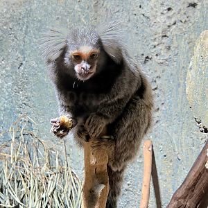 Common Marmoset - Rainforest Adventures