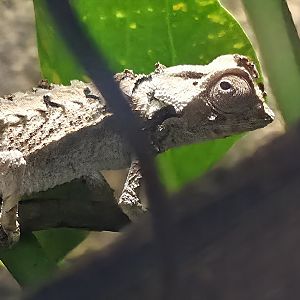 Antsingy Leaf Chameleon - Rainforest Adventures