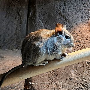 Degu - Rainforest Adventures