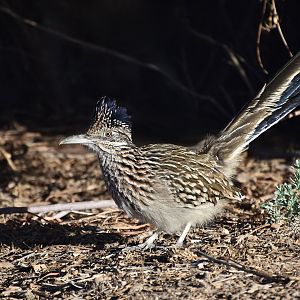 Greater Roadrunner (Geococcyx californianus)
