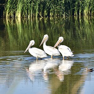 American White Pelican (Pelecanus erythrorhynchos)