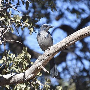 Woodhouse's Scrub Jay (Aphelocoma woodhouseii nevadae)