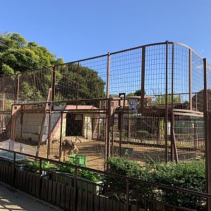 Red Kangaroo Enclosure (Himeji City Zoo)