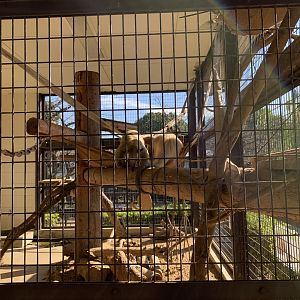 Southern Tamandua (Himeji City Zoo)