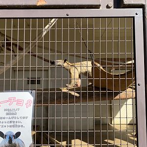 Southern Tamandua (Himeji City Zoo)