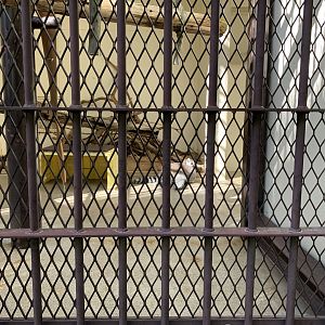 Ring-tailed Lemur (Himeji City Zoo)