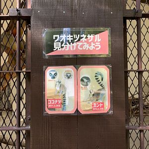 Ring-tailed Lemur Signage (Himeji City Zoo)