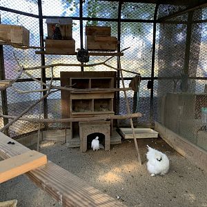 Chicken and Pigeon Enclosure (Himeji City Zoo)