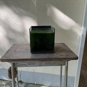 Snail Tank (Himeji City Zoo)