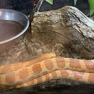 Corn Snake (Himeji City Zoo)