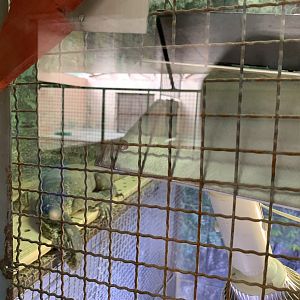 Nile Monitor (Himeji City Zoo)