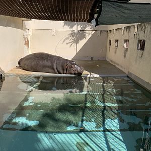 Hippo Enclosure (Himeji City Zoo)