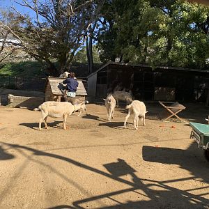 Domestic Goat and Sheep Pen (Himeji City Zoo)