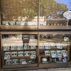 Egg Display (Himeji City Zoo)