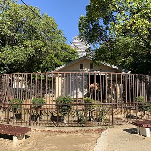 Arabian Camel Enclosure (Himeji City Zoo)