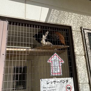 Red Panda (Himeji City Zoo)