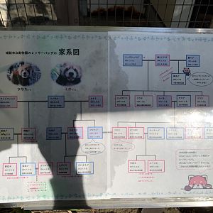 Red Panda Family Tree Sign (Himeji City Zoo)