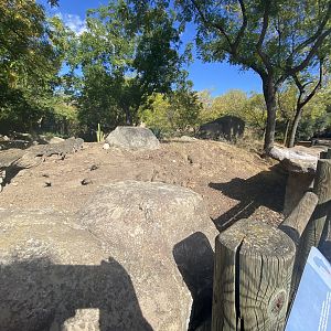View of meerkat enclosure