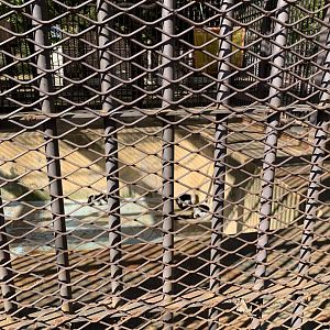 Black-and-white Ruffed Lemur (Himeji City Zoo)