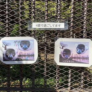 Black-and-white Ruffed Lemur Signage (Himeji City Zoo)
